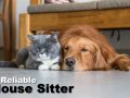 How To Find A Reliable House Sitter